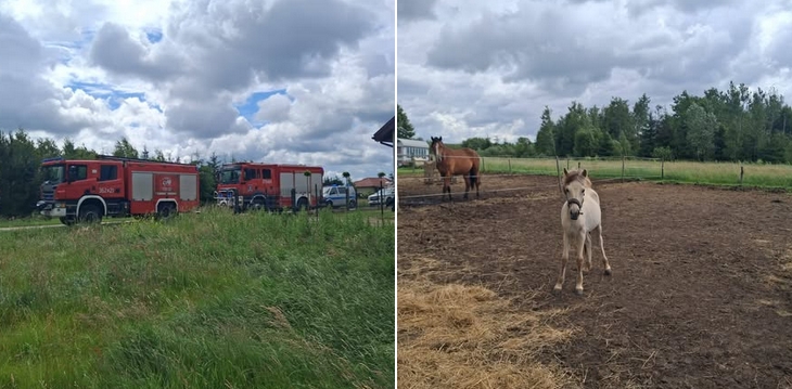 Tragiczne zdarzenie w regionie. Trzy konie nie przeżyły – zdjęcie artykułu z Lubon.net.pl