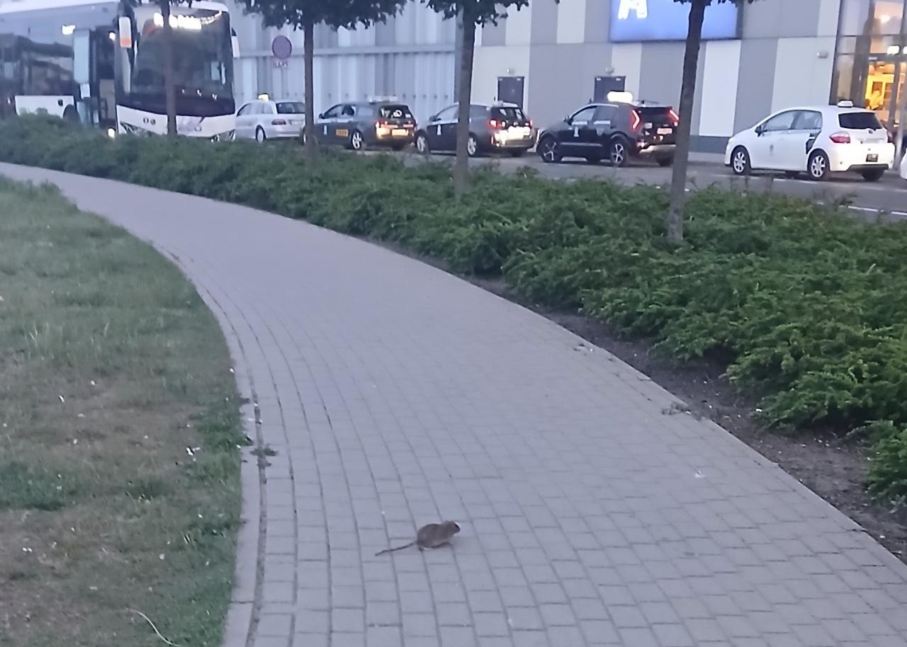 Szczury w zbiorniku wodnym przy Avenidzie. "Policzyłam siedem" – zdjęcie artykułu z Lubon.net.pl